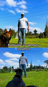 20K views · 426 reactions | Competition obedience training between a Rottweiler and a German shepherd https://youtube.com/@baxtondogtrainingjm4384?si=G-C21GwqahkxCiJt | Baxton DOG Training Academy | Facebook