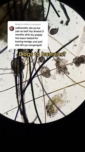 Can Dog Mites on Humans Cause Itching and Allergies?