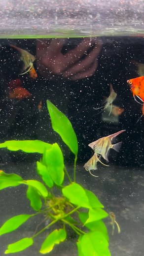 2.7K views · 3 comments | My fish love baby brine shrimp from...