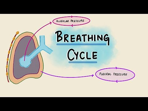 Breathing Cycle Physiology | Pressure & Volume Changes During Respiration | Respiratory Physiology