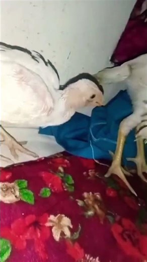 Parrot Beak Rooster Showing His Real Power! 🔥👀