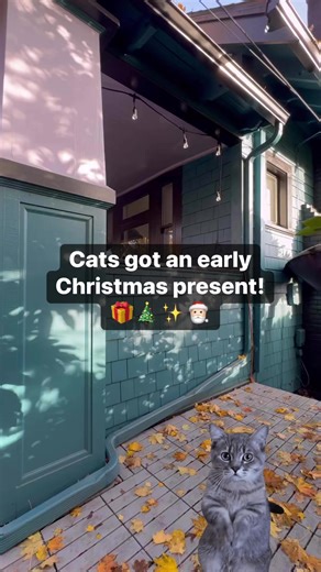 Is a Catio on your cat's Christmas wishlist? 🎁🐾🎄 | The Catio Company