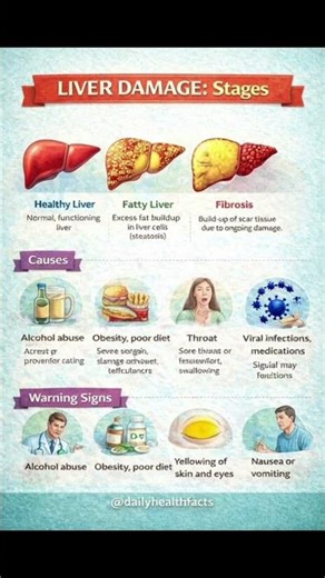 Liver Damage Stages Explained: Warning Signs You Should Never Ignore