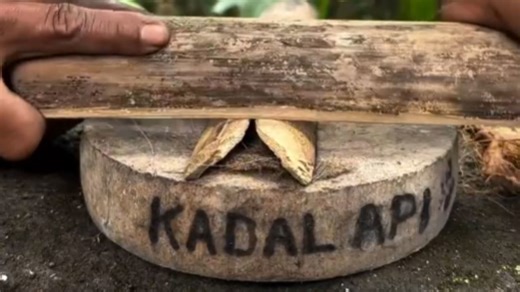 Bamboo friction fire is made by hand in a survival setup