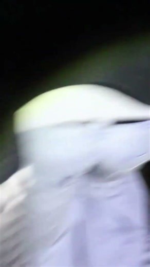 Hotel screams! Did they escape the noise?