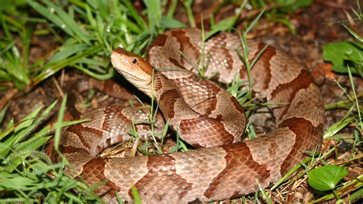 Where are copperheads? Snakes are all over Mississippi. Know 6 hotspots