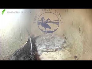 Swift Nest Box Livestream Camera 2026