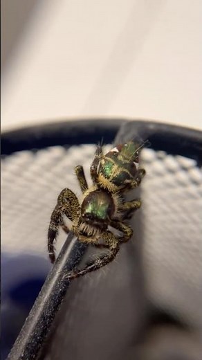 Himilayan Giant Jumping Spider - Hyllus qishuoi
