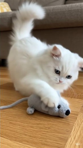Tiny Kitten Goes Feral on Toy Mouse #CatsOfYouTube #KittenLife #Cute