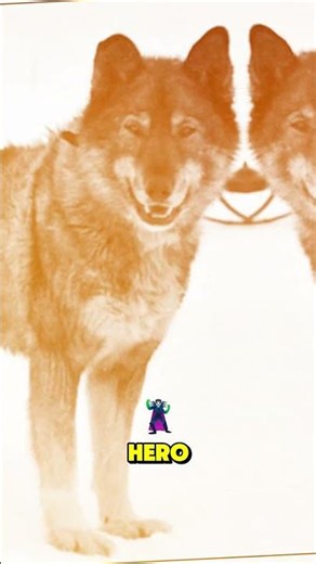 5 Real-Life Hero Dogs You’ll Never Forget 🐕🔥#3 Will Blow Your Mind!