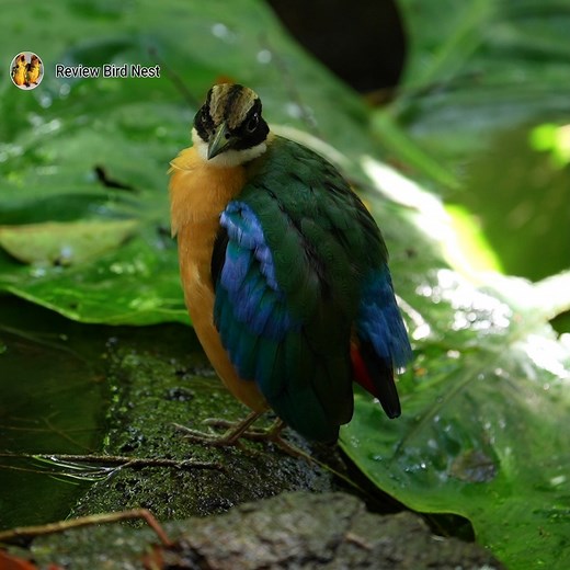 51K views · 6.8K reactions | EP03. Blue-winged pitta So beautiful in the national  | Review Bird Nest | Facebook