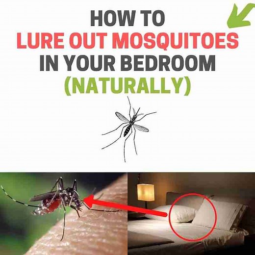 How to Lure a Mosquito Out of Hiding in Your Bedroom (Proven Methods) | BugWiz