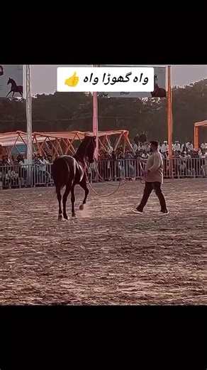 Celebrating Horses: A Passion for Equestrian Life