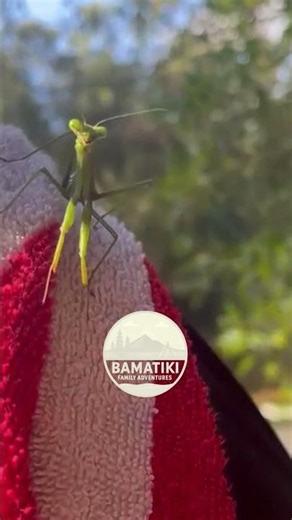 Mantis Jumps at the Camerawoman! 😱🦗
