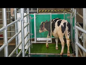 Cows can be 'potty trained like children' for greener environment, says German study