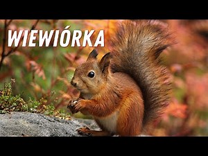 TOP 20 CIEKAWOSTKI - WIEWIÓRKA 🐿️