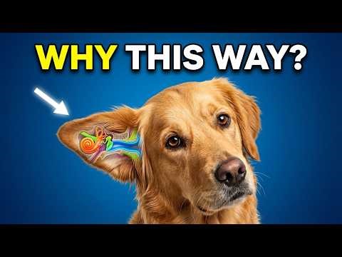 Why Do Dogs Tilt Their Head When You Talk?