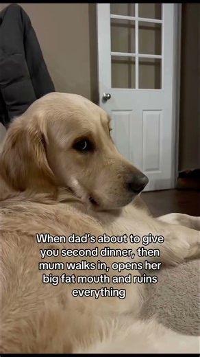 🤫 🤐 #goldenretriever #dog #puppy #dogbreed #labrador