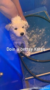 692K views · 20K reactions | Do the Wolfpack like water? Can they...