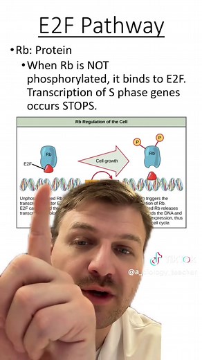 Understanding the E2F Pathway in Mitosis Regulation
