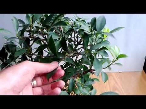 BONSAI-POTATURA PRIMAVERILE-ESTIVA-FICUS "MICROCARPA"