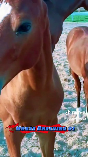 Horsebreeding001 on TikTok