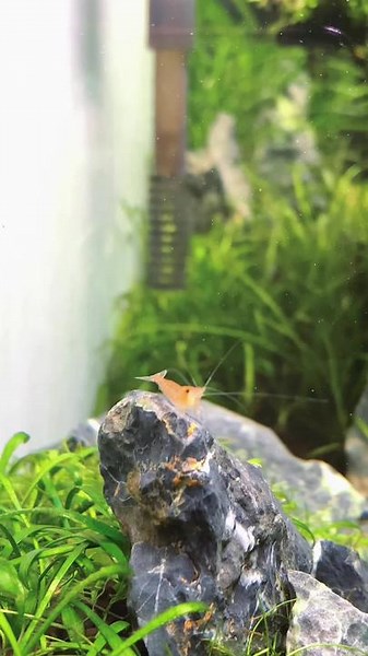 Shrimp Swimming in Aquarium | Aquascape Demonstration