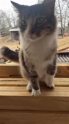 Cats and Sawmills | Wood-Mizer #woodmizer #woodmizersawmill #wood