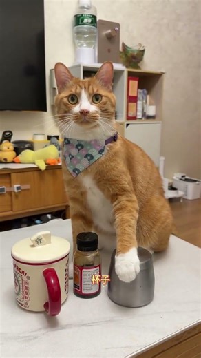 Cat Object Recognition Challenge: 2 Choices, 1 Success - Cats Transcend to Spirits