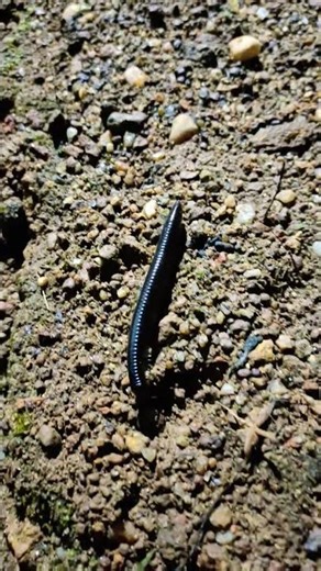 giant African millipede / Sri lanka