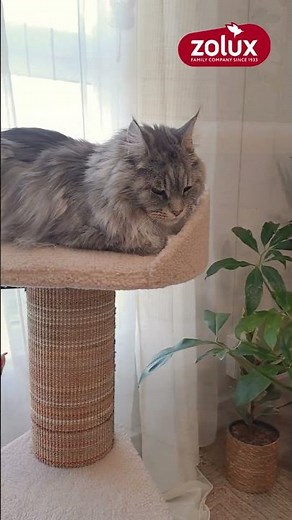 Arbre à chat Boréal Zolux – Le modèle idéal pour les grands chats #chat