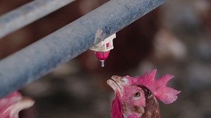 Close up of chickens drinking water from farm water trough in slow motion, pasture raised regenerative hen behavior Premium Stock Video Footage