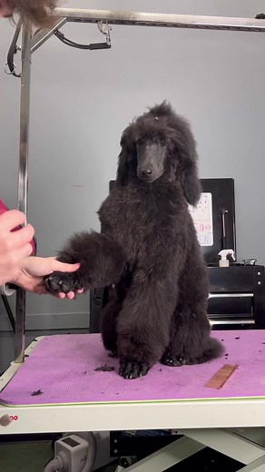 Expert Dog Grooming Tips to Keep Your Poodle Looking Cute