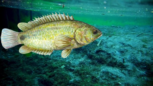 They Just Keep Spreading: The World’s Most Destructive Invasive Fish