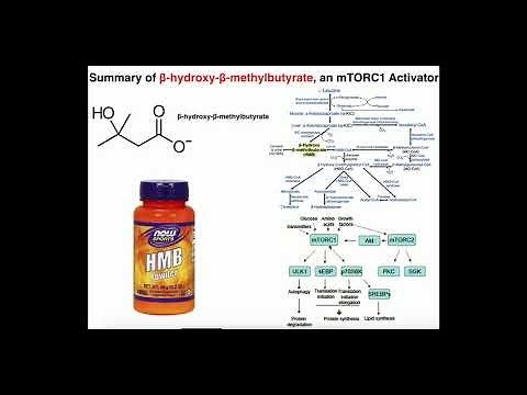 Exercise Physiology | HMB (β-Hydroxy-β-Methylbutyrate): What does it do?