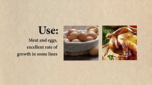 All About Orpington Chickens - Backyard Poultry