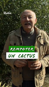 Le rempotage des cactus, c’est normalement au tout début du printemps… Mais si vous avez zappé, pas de panique ! Il est encore temps d’agir sans stresser votre plante. Voici les bons gestes pour un rempotage en douceur, même pour les retardataires. | Rustica