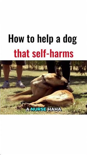 HOW TO HELP A DOG THAT SELF-HARMS