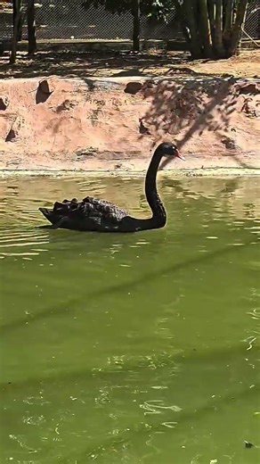 Ducks #swimming #floating