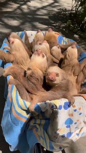 Cutest little creatures! | Sloth Lovers
