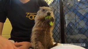 5.1K views · 159 reactions | So cute! Milwaukee County Zoo officials...