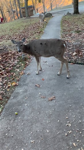 5.8M views · 10K reactions | Does anyone else think she was waiting around after her snack for a brushing殺‍♀️ #trails #hiking #Cats #Dogs #HikingWithCats #ASMR #Animals #GoldenRetrievers #HikingWithDogs #deer #Nature #thedodo #funny | Brown Hiking Trails | Facebook