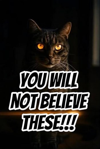 Do you believe in these Cat mysteries???✨🐈‍⬛