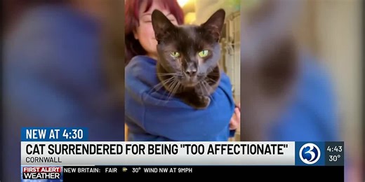 Cat given to shelter for being ‘too affectionate’