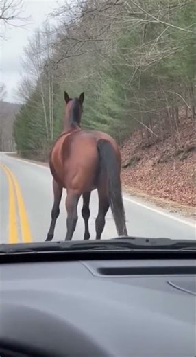 Miracle of Life! Mare Gives Birth on the Open Road! ✨ 🐴생명의 기적! 노상에서 어미 말이 새끼를 낳는 순간! 💖 #Horse #Mare