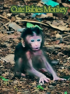 6.6K views · 180 reactions | Tiny baby monkey well walking by good mom motivation to training | Cute Babies Monkey | Facebook