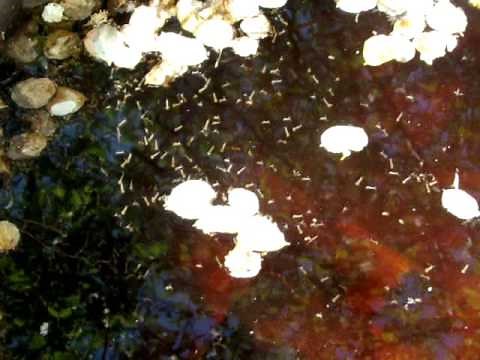 Mosquito Larvae (Wigglers) in Stagnant Water