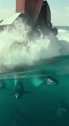 #sharks #surfers #robot #sharkattack #eatshark
