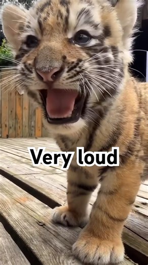 the tiger cub's voice is very loud. #animals #cuteanimals #pets #sound #tiger #baby
