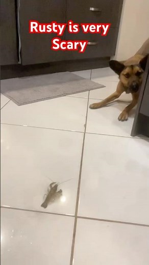 💀🥶🥸😜 Best funny dog new clip Rusty 2025New Rusty Video try not to laugh with Comedy #funny